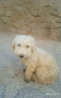 سگ بازیگوش