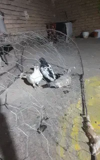 خال سبزنر،سینه سیاه نر،مشکی ماده