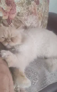 گربه پرشین دنبال مادم که جفت گیری کنم