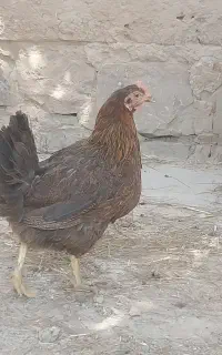 مرغ محلی گلپایگانی