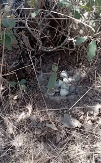 کبوتر