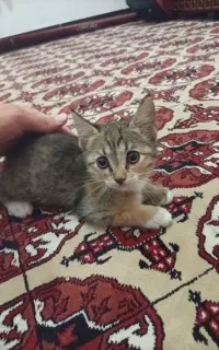 گربه اسکاتلندی