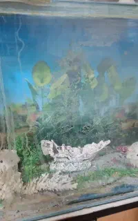 اکواریوم