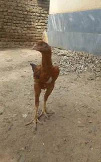 جوجه لاری اصل