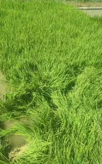 چلتوک تولکی عنبربو