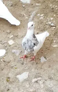کفتر طوقی رنگی