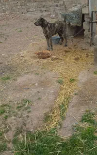 سگ ادمی