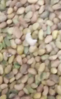 تخم یونجه کیلو ۷۰۰نقد