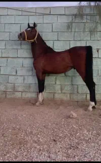 اسب