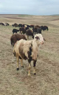 قوچ دو دندان پلنگی اصل گوسفند رونیش 20