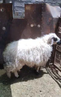 بره و نری برای قربان