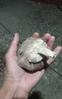 سیر محلی درشت