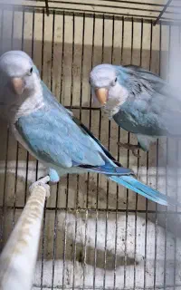فروش جفت راهب ابی اماده
