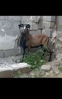 فروش قوچ