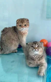 گربه. گلد. اسکاتیش. بریتیش. مناسب