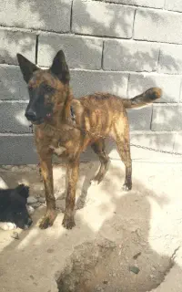 سگ مالینویز