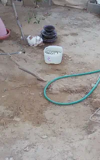 خرگوش ملو س تو ضیحات را بخوان