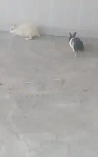 خرگوش