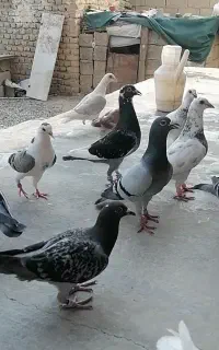 کبوتر المانی سار