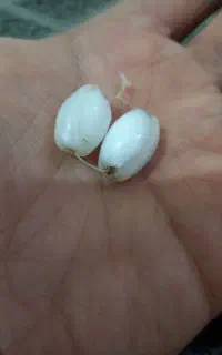 مهره برد اصلی