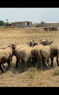 گوسفند ترکمن