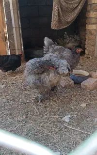 مرغ برهما