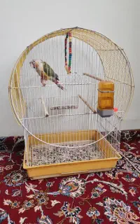 گرینچیک آناناسی فول دستی