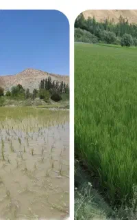 تنها نمایندگی اصفهان برای کود ارگانیک