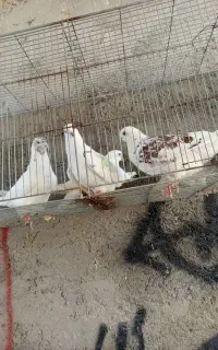 5 عدد کفتر  تهرانی  پرشی