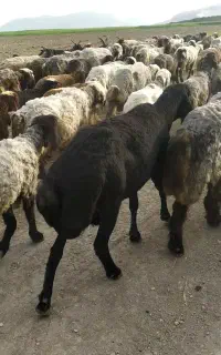 فروش قوچ قره غزل