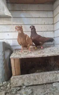 جفت کبوتر صرب  ۱۵۰۰