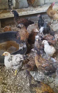 جوجه مرغ محلی
