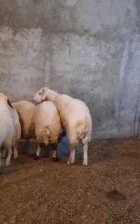 قوچ دوسال