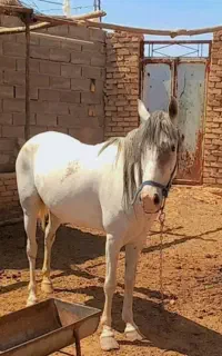اسب