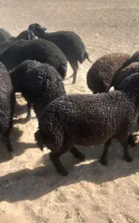 بره  ماده   درجه یک