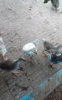 فروش غاز نژاد اوکراینی