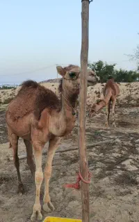 شتر با بچه