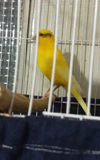 قناری نر مست زیبا درشت قواره دار