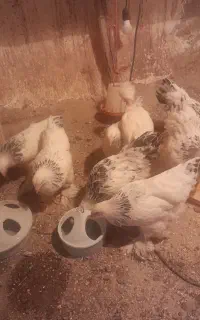 حیوانات مزرعه
