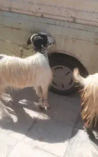 دوعدد بز دودندان چاق