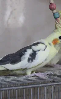 فروش چند عدد عروس