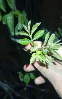فروش انواع  نهال های پاکتی