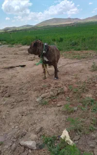 سگ پیت بول