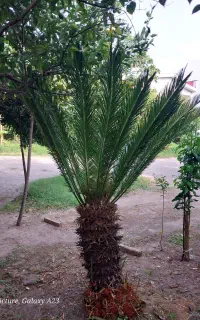 سیکاس ۲۰ ساله