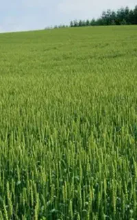 زمین
