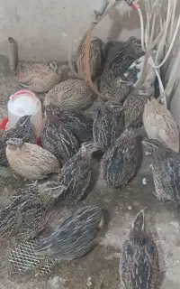 بلدرچین نر