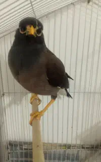 مرغ مینا
