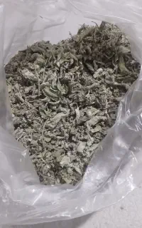 برگ پونه کوهی  با عطر وبوی عالی