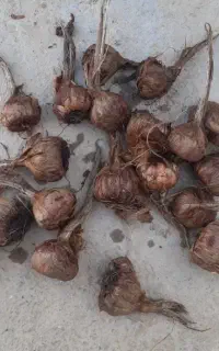 کشاورزی بذر زعفران پیازچه زعفران