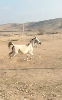 مادیان ترک